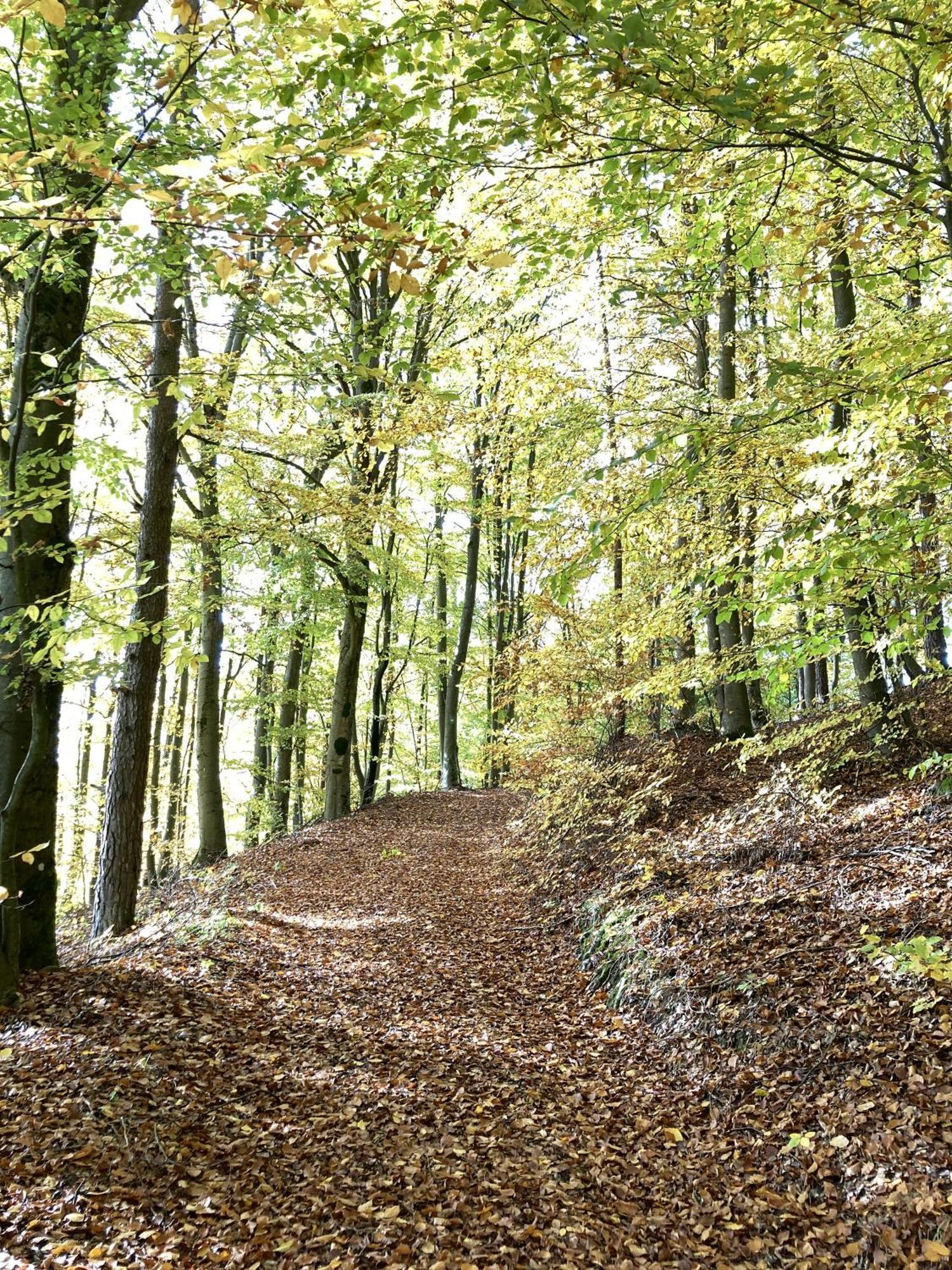 Ferienwohnung Brunnerhof Urlaub Auf Dem Land Hartenstein  Exterior foto